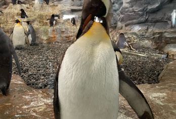 日本札幌往返旭川富良野美瑛/可小樽登别北海道多日-精选【包车一日游，解锁旅行新方式！独立车辆配备经验丰富的老司机，为您量身打造专属行程。】