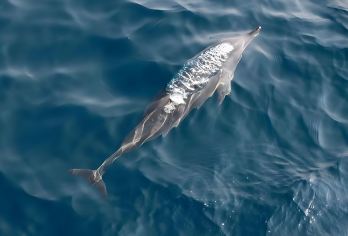 【斯里兰卡科伦坡】科格勒高跷渔民+美蕊沙出海观鲸+加勒古城【前往米蕊莎观鲸，享受难忘又合乎道德的体验！】