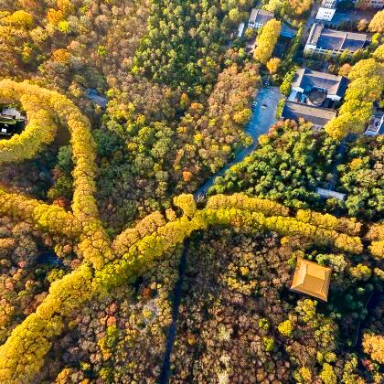 美龄宫+明孝陵半日活动【含门票+人工讲解+梧桐大道】