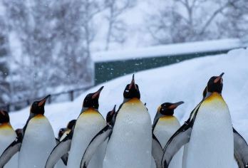 日本旭川札幌-美瑛青池富良野/可小樽登别北海道包车-精选【包车一日游，解锁旅行新方式！独立车辆配备经验丰富的老司机，为您量身打造专属行程。】
