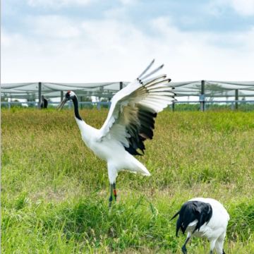 盐城丹顶鹤湿地+荷兰花海+珠溪古镇+欧风花街一日游中英文服务