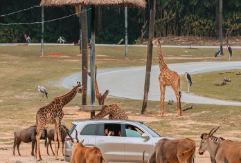 广州长隆野生动物世界一日游【可选自驾区包车+向导/广州马戏】【[探秘动物王国]探访明星动物天团，见证多项