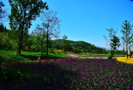 【七仔】秦岭四宝馆、秦岭植物园一日游【观赏憨厚可爱的棕色熊猫-七仔】