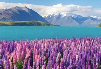 新西兰皇后镇往返 特卡波-可观星 畅游南北岛包车 私人专享【专属客服和本地中文司机，一家一团包车】