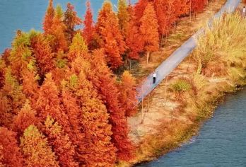 【金华浦江】漫步水杉林，赏通济湖风光，登高俯瞰“小千岛湖”【[浦江“小千岛湖”]保安岩登高，轻松徒步即可俯瞰通济湖全景，被称为“小千岛湖”，不累也好看。】