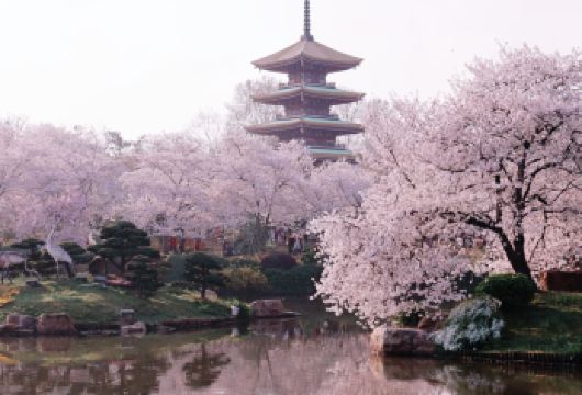 【寻樱】东湖樱园+省博+武大+黄鹤楼一日游A线 【[天天发车]报名即成团。】