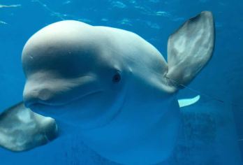 天津极地海洋公园+滨海图书馆+海门大桥一日游【包车 含门票】【上门接送、出发时间灵活可调、无额外费用！】