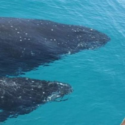 澳大利亚布里斯班Brisbane Whale Watching一日游