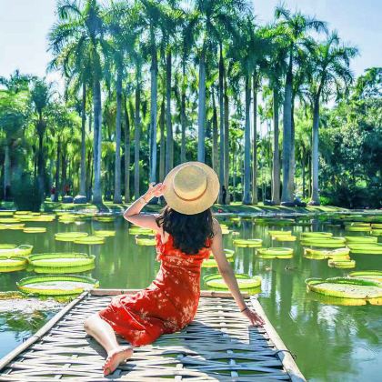 中科院热带植物园+傣族园一日游可选15人团+真纯玩不进店