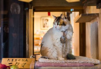 和歌山美味喵趣奥莱一日游 探访人气猫站长-关西临空奥特莱斯【4人即发，避开观光客，深入感受和歌山，奥莱购物，可在关西机场奥莱和关西机场脱团】