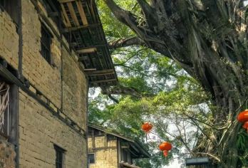 南靖田螺坑加植物园包车一日游【土楼升级玩法，纯玩无自费】