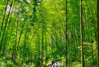 从化星溪线+徒步穿越竹海+溪头村1日【品质出游】