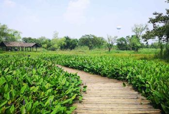 杭州西溪湿地公园+宋城+千古情表演1日游【纯玩 天天发车】【全程热门5A级别景区 网红打卡点 不玩虚头景区】