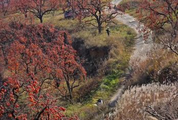 彬县罗店村+大佛寺石窟【万“柿”如意，事事皆圆满】三环内接早【[彬县罗店村]漫山遍野的橙红灯笼挂满枝头，秋阳一照，红得晃眼，甜得入心！】