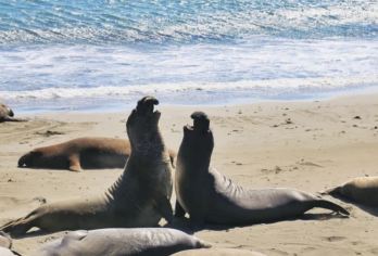美国旧金山-1号公路蒙特雷-赫氏古堡-丹麦村-洛杉矶止-精选【专属客服和本地中文司机，一家一团包车】