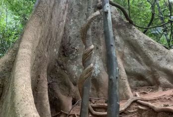 【店铺主页先领红包再下单】望天树一日游【美轮美奂的望天树，风景迷人的南腊河】