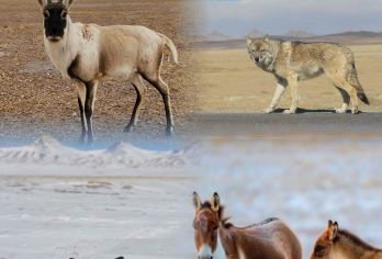 送氧气瓶.航拍小团.动物王国可可西里+昆仑山玉珠峰雪山一日游【纯玩无购物，包车游玩更自由】