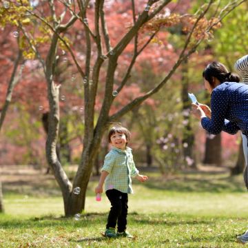 韩国南怡岛+小法国村意大利村一日游【首尔出发 • 中英导游】