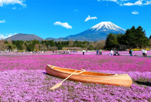 日本东京富士山河口湖+网红罗森+忍野八海一日游，赏花线路【富士山网红景点赏花打卡一日游】