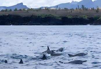 毛里求斯西部包车一日游--追海豚+观鲸鱼+海边骑马【追海豚--快艇追逐野生海豚，与海豚游泳】