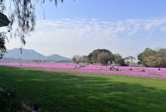 中山影视城+孙中山故居+詹园+崖口村花海一日|包车游上门接送【私家旅行：一单一团，不拼客，专属旅行； 品质服务：车上门接送，专职司机护航】