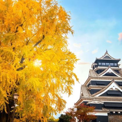  [1人成团·中文导游] 熊本秋季赏枫赏银杏：熊本城 +菊池溪谷 + 水前寺（福冈出发）