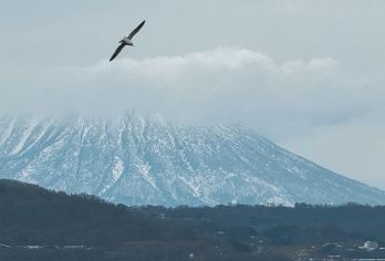 日本札幌-登别-洞爷湖/可札幌小樽富良野北海道多日包车精选【包车一日游，解锁旅行新方式！独立车辆配备经验丰富的老司机，为您量身打造专属行程。】