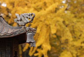 西安古观音禅寺+千年银杏树一日包车游【纯玩包车 酒店接送】【睡到自然醒出发 一家一车 随走随停 VIP服务】