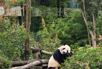 都江堰+熊猫谷一日游【至尊私家团+豪华suv座驾】【豪华suv专属座驾，车内配备后排娱乐屏，加热/通风/按摩、车载冰箱，旅途全程享受科技便捷与惬意。】