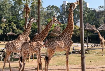 广州长隆野生动物世界/欢乐世界/飞鸟乐园【管家服务1V1陪玩【水上世界夏天开放，园区开放时间也可以服务哦，下单后告诉客服您的想去的园区】