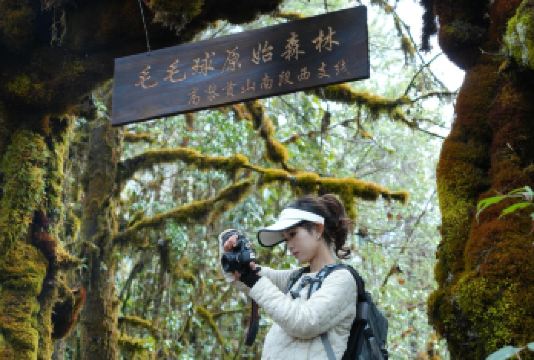 高黎贡山南段西支线毛毛球原始森林7公里轻徒步+毛毛球森林厨房【下车直达毛毛球原始森林，不需要走枯燥的路线[山里面没有信号，磁场混乱测量工具不准]】