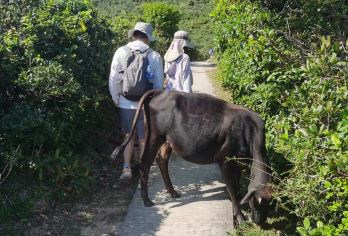 香港麦理浩径第二段精华徒步1日游：西湾/咸田湾/赤径/北潭凹【万宜水库、西湾河、西湾村、海星圣堂、西湾沙滩、咸田湾沙滩、咸田营地、咸田湾河、大浪村、赤径、北潭凹】