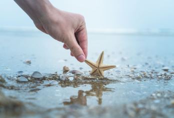 厦门帆船出海冲浪+梦幻海岸赶海踏浪一日游【赠闽南风味海鲜餐】【练一起乘风破浪，在辽阔的金厦海域，欣赏厦门壮丽 的海岸线，观览独一无二的海上风光】