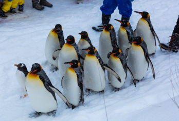 日本旭川札幌-美瑛青池富良野/可小樽登别北海道包车-精选【包车一日游，解锁旅行新方式！独立车辆配备经验丰富的老司机，为您量身打造专属行程。】