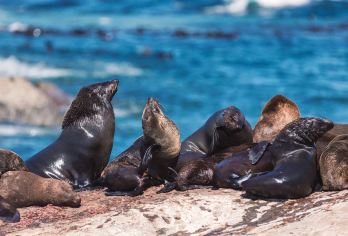 南非开普敦豪特湾+海豹岛+企鹅滩+好望角包车游【疯狂动物城现实版，海豹、企鹅、各种野生动物，满足您对大自然的所有想象】