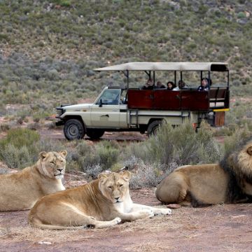 南非开普敦出发阿奎拉野生动物保护区一日游（1人起订）