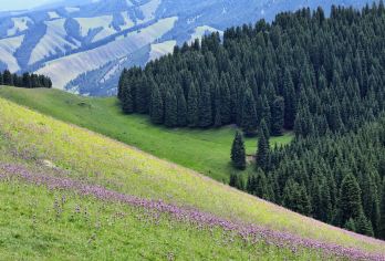 南山牧场一日游【西白杨沟风景区+神布拉克瀑布+特色午餐】【纯玩无购物】