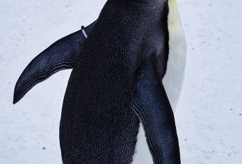 日本札幌往返旭山动物园富良野/可小樽登别北海道多日包车-精选【包车一日游，解锁旅行新方式！独立车辆配备经验丰富的老司机，为您量身打造专属行程。】