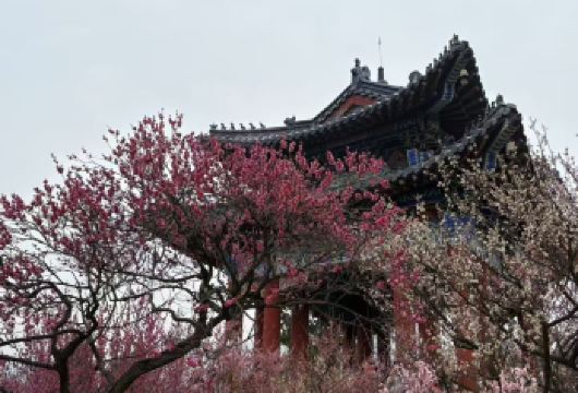 苏州拙政园+寒山寺+虎丘+山塘街【纯玩◆门票全含◆纯玩团 】【苏-苏州出发地， 沪-上海出发， 无-无锡出发 我们产品纯玩无套路！】