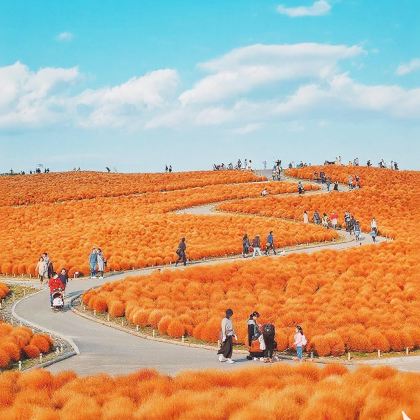 茨城国营常陆海滨公园+神矶鸟居+那珂凑海鲜市场花海一日游