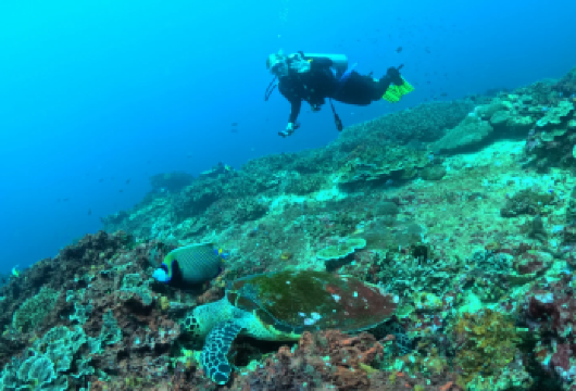巴厘岛图兰奔深潜一日游【体验潜/带证潜/含午餐/天空之门】【[专业教练团队]拥有经验丰富的专业教练团队，让你体验深潜的快乐~】