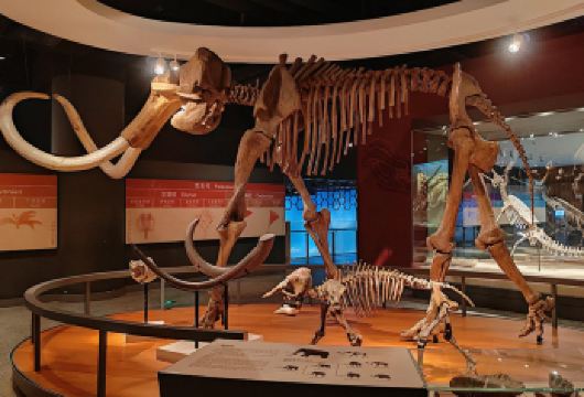 上海自然博物馆  一日游 研学老师讲解 人工讲解（不含门票）【我们讲解三层[宇宙起源 生命长河 非洲大草原]针对4--15岁的小朋友】