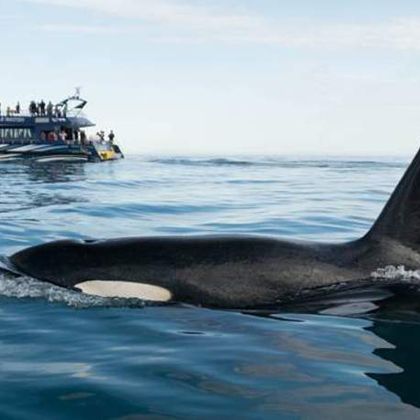 新西兰凯库拉观鲸游船半日游
