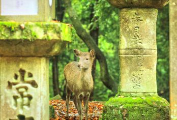 关西+亲子|闺蜜|情侣游 大阪—奈良喂小鹿—大阪【中文司导】【私人订制包车游|10小时超长服务|根据您的喜好自由搭配经典】