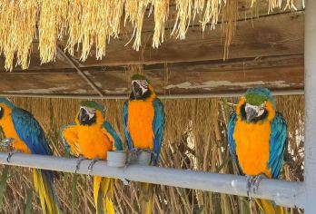 西霞口神雕山野生动物园一日游【可含海驴岛|带娃逛动物园】【[品质保障]6人精品小团上门接送 | 纯玩无购物 |威海网红打卡路线 |带娃逛动物园】
