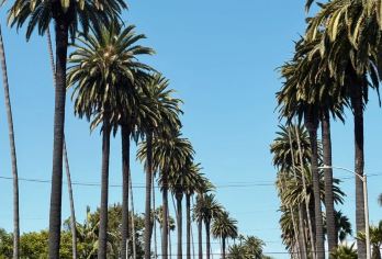 美国洛杉矶一日游包车！好莱坞星光大道-比佛利山【精选老司机】【包车一日游，解锁旅行新方式！独立车辆配备经验丰富的老司机，为您量身打造专属行程。】