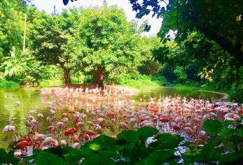 广州长隆野生动物世界+广州塔【广州亲子游】