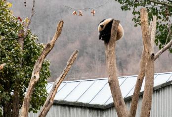 成都往返卧龙中华大熊猫苑神树坪基地含门票纯玩一日游四川旅游【[景点精选]中华大熊猫苑神树坪基地】