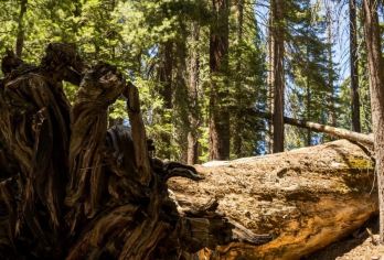 美国旧金山或洛杉矶出发结束优胜美地+美洲杉-可包车-精选【专属客服和本地中文司机，一家一团包车】