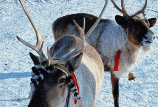 网红导游讲解◈长白山雪岭景区/老里克湖2选1一日游◈服务好【◈性价比高，车上导游讲价不枯燥，景区自己游玩没打扰[安心惬意]】